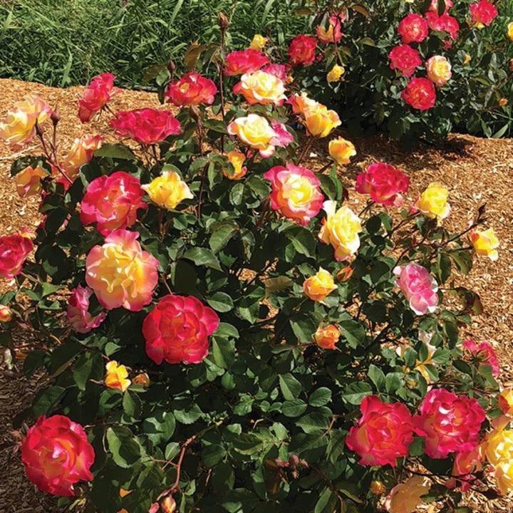 Rosa Sunblaze® 'Gumball Goody' - Gumball Goody Shrub Rose from Willowbrook Nurseries