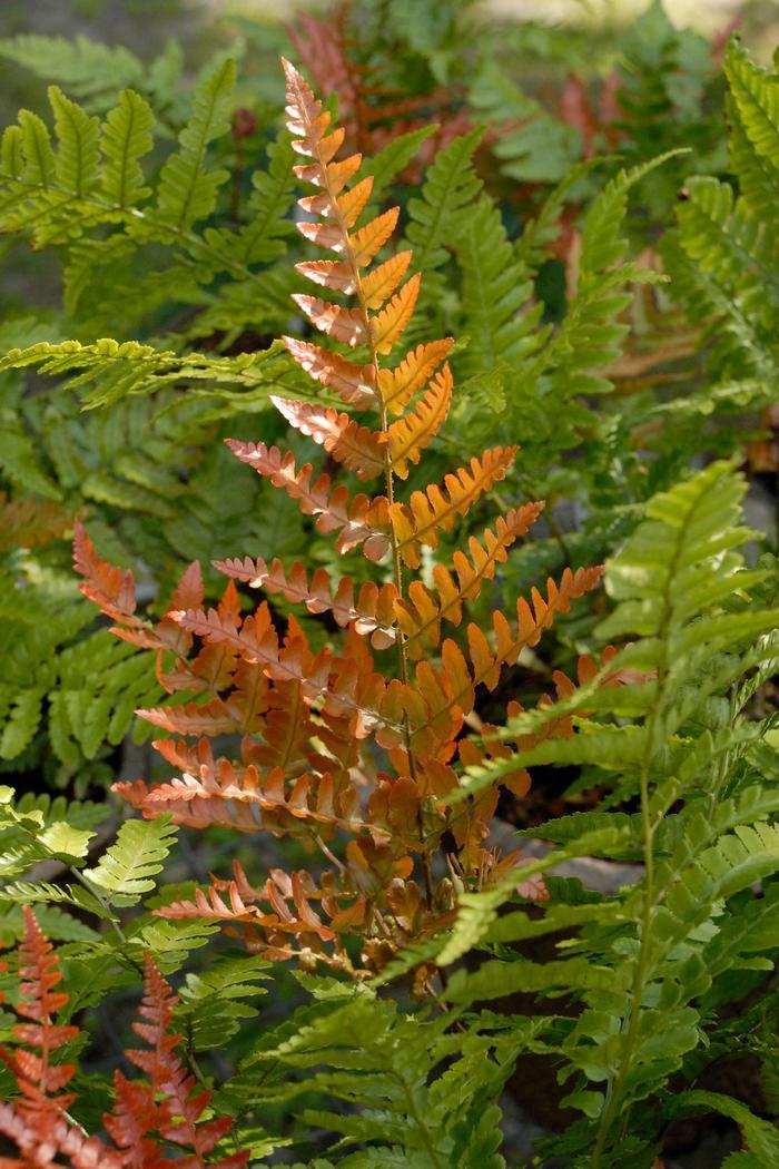 Dryopteris erythrosora Brilliance