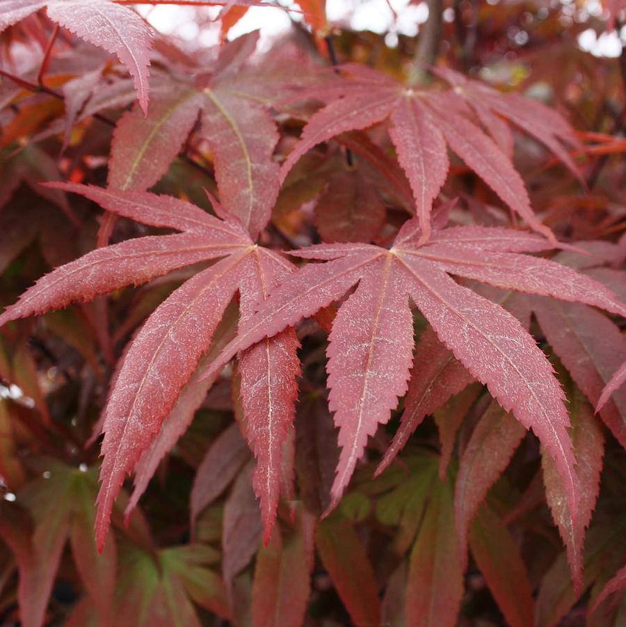 Acer palmatum var. atropurpureum Bloodgood-Specimen