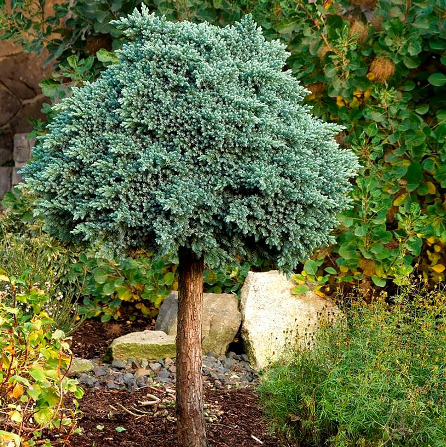 Juniperus squamata Blue Star-Standard