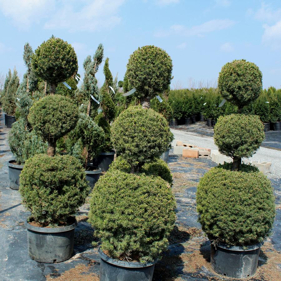 Picea glauca Conica-Poodle