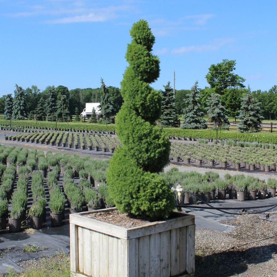 Picea glauca Conica-Spiral