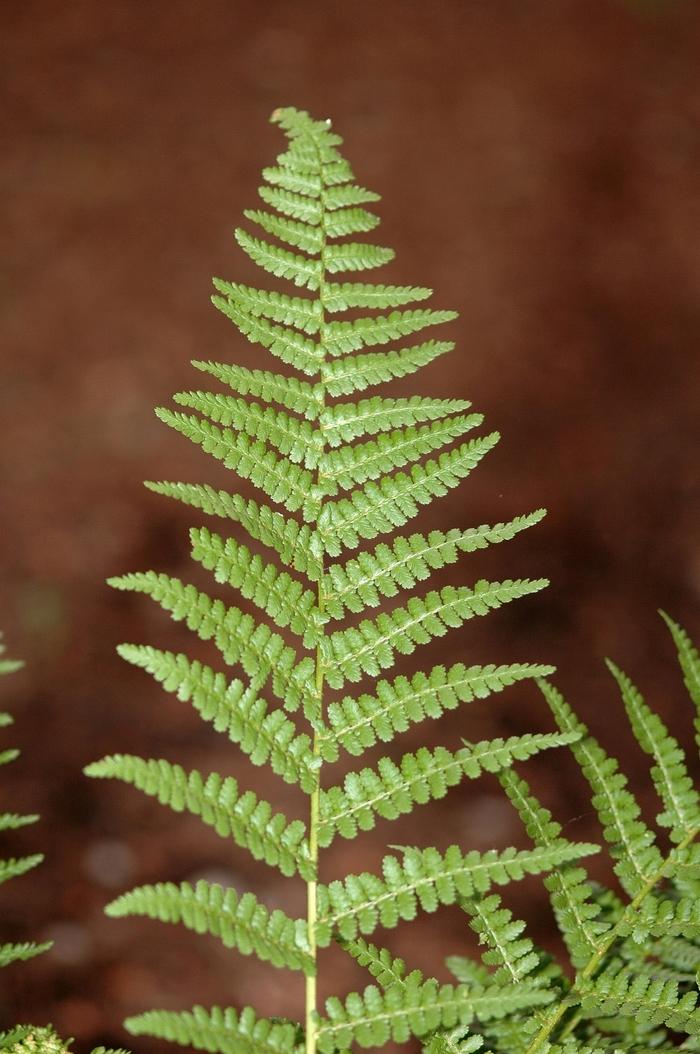 Dryopteris filix-mas Barnesii