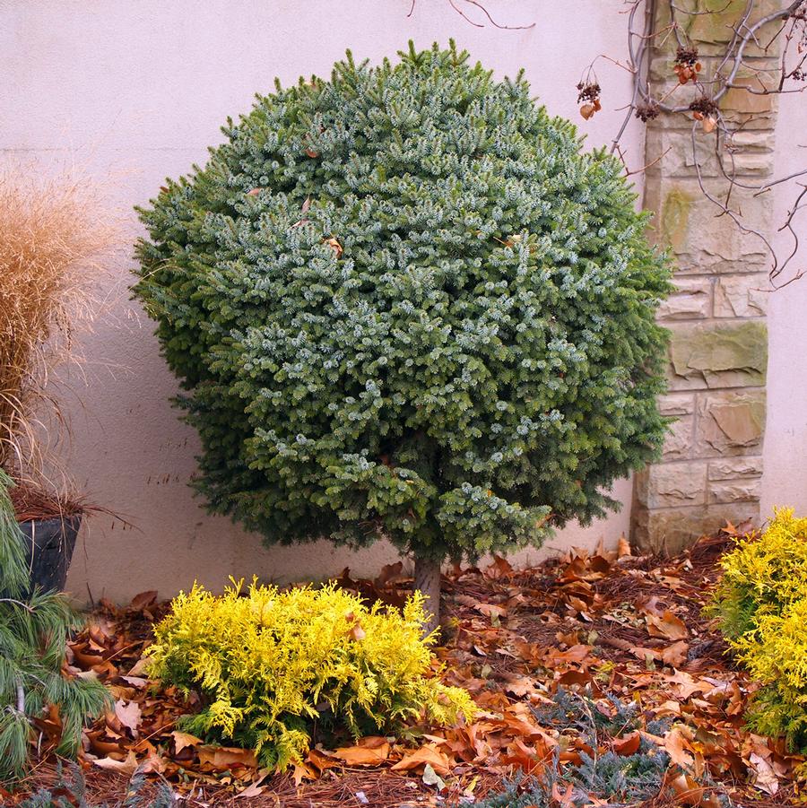 Picea omorika Nana-Standard