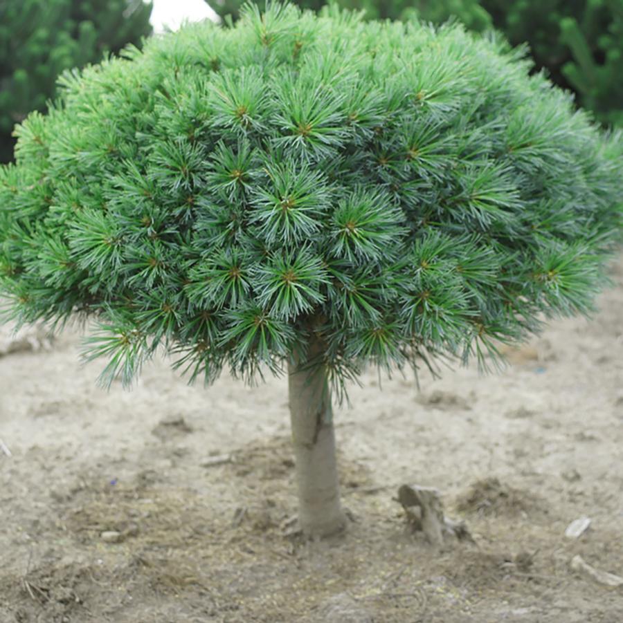 Pinus strobus Blue Shag Standard