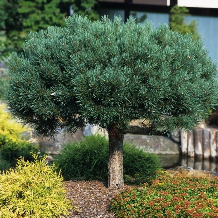 Pinus sylvestris Glauca Nana-Standard