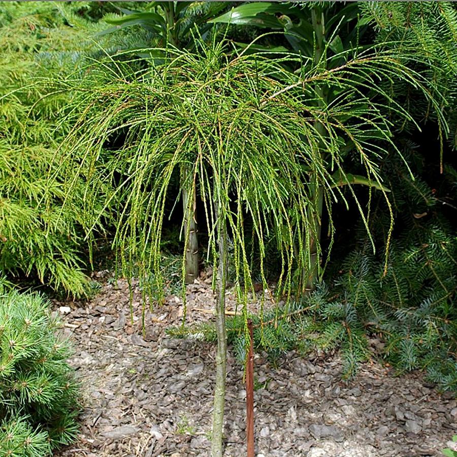 Thuja plicata Whipcord-Standard