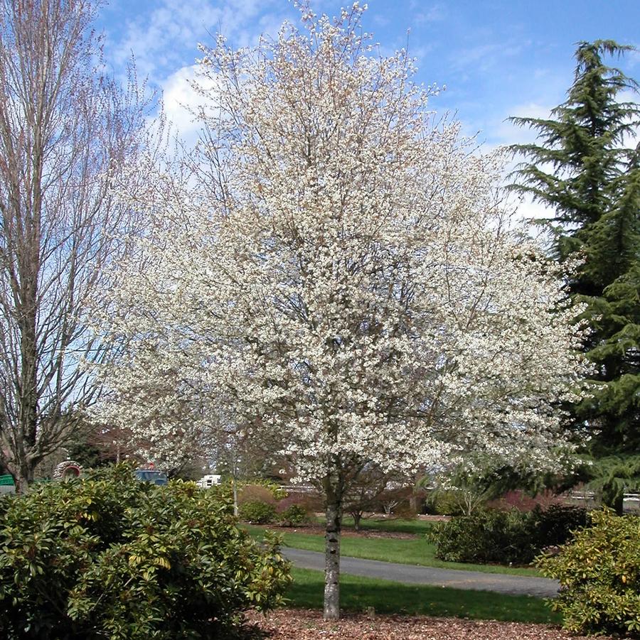 Amelanchier x grandiflora Autumn Brilliance