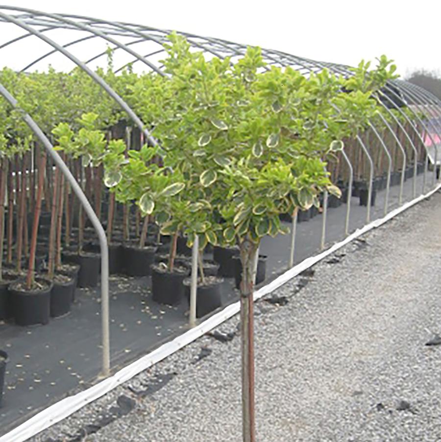 Euonymus fortunei Canadale Gold-Standard