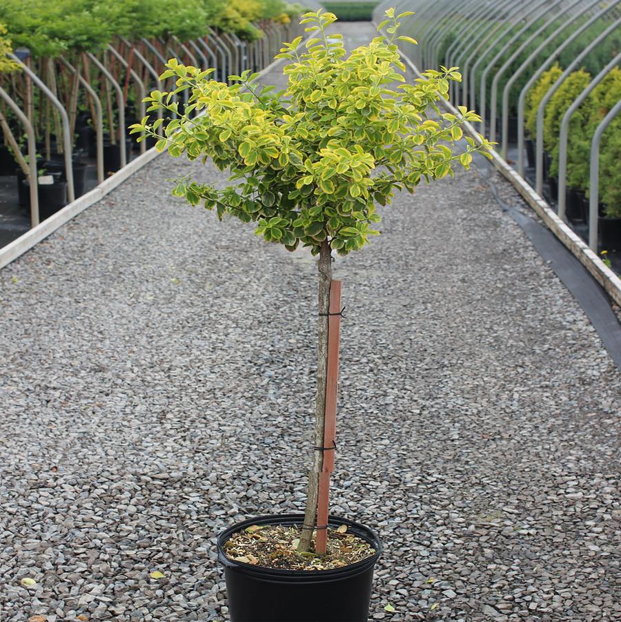 Euonymus fortunei Country Gold-Standard