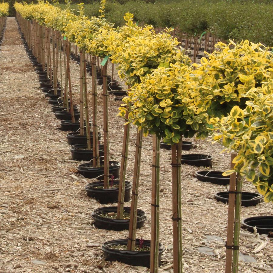 Euonymus fortunei Sungold-Standard