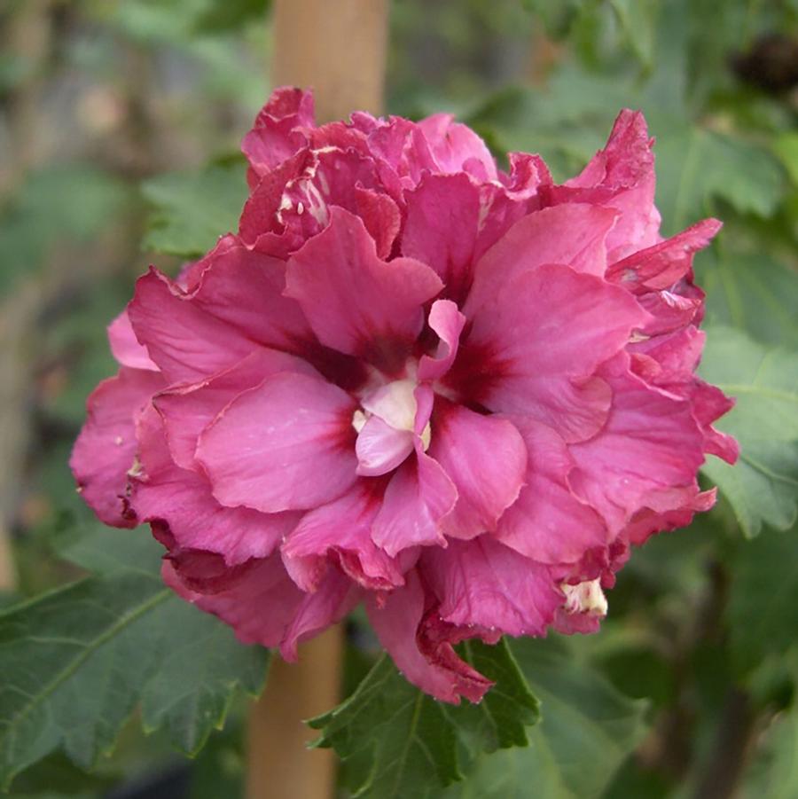 Hibiscus syriacus Boule de Feu-Standard