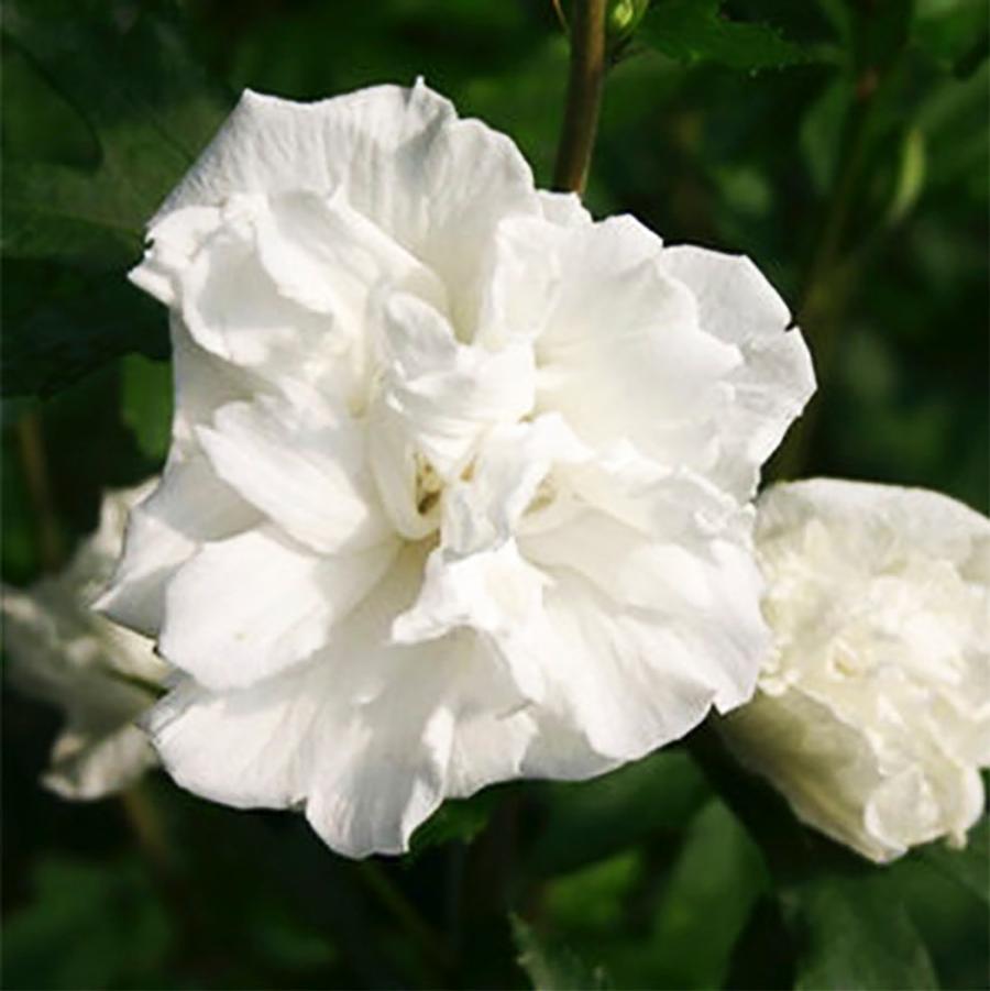 Hibiscus syriacus Jeanne de Arc-Standard