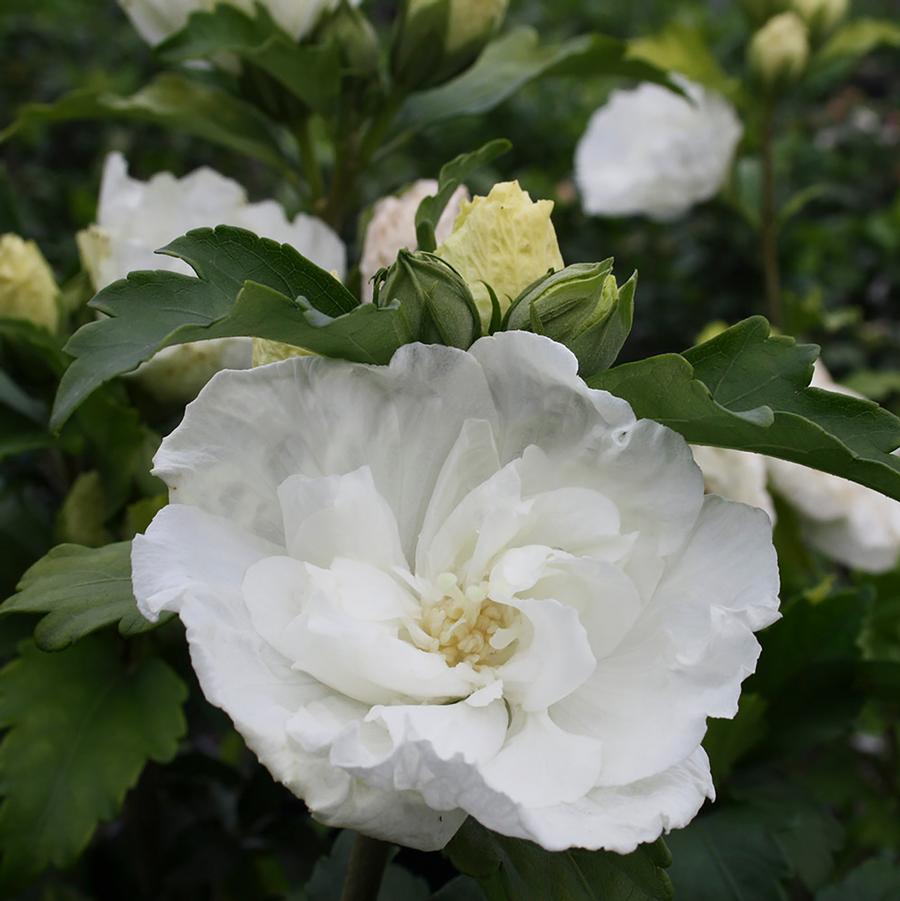 Hibiscus syriacus White Chiffon®-Standard