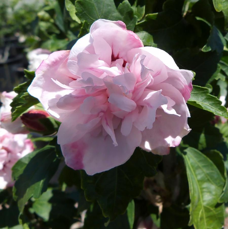 Hibiscus syriacus Pulcherrimus-Standard