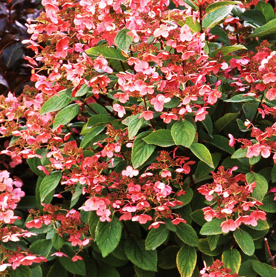 Hydrangea paniculata Quick Fire®-Standard