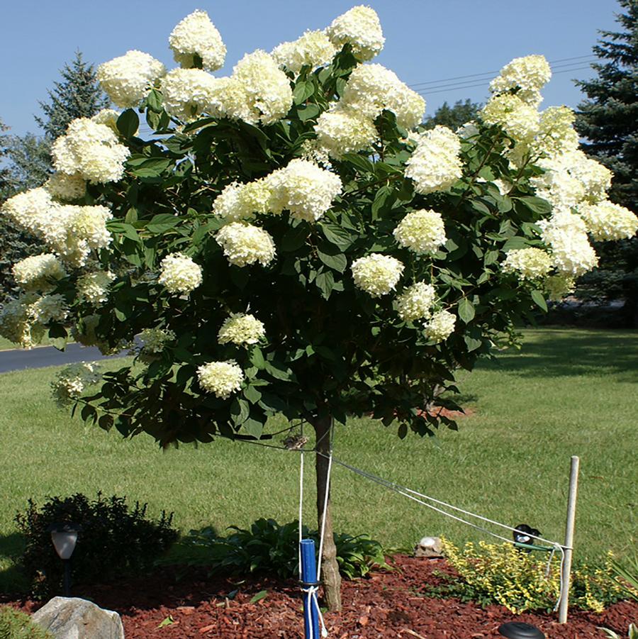 Hydrangea paniculata Little Lime®-Standard