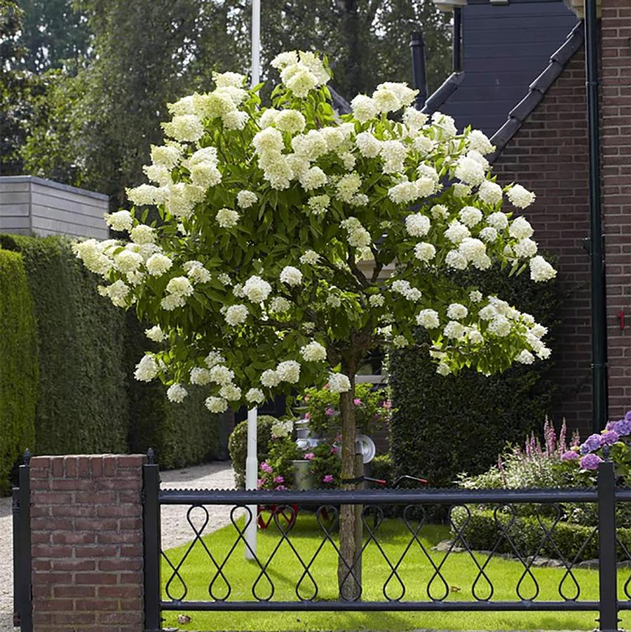 Hydrangea paniculata Limelight-Standard