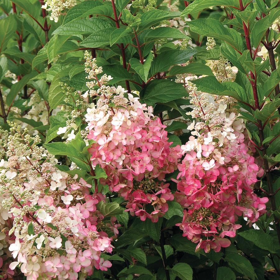 Hydrangea paniculata Pinky Winky®-Standard