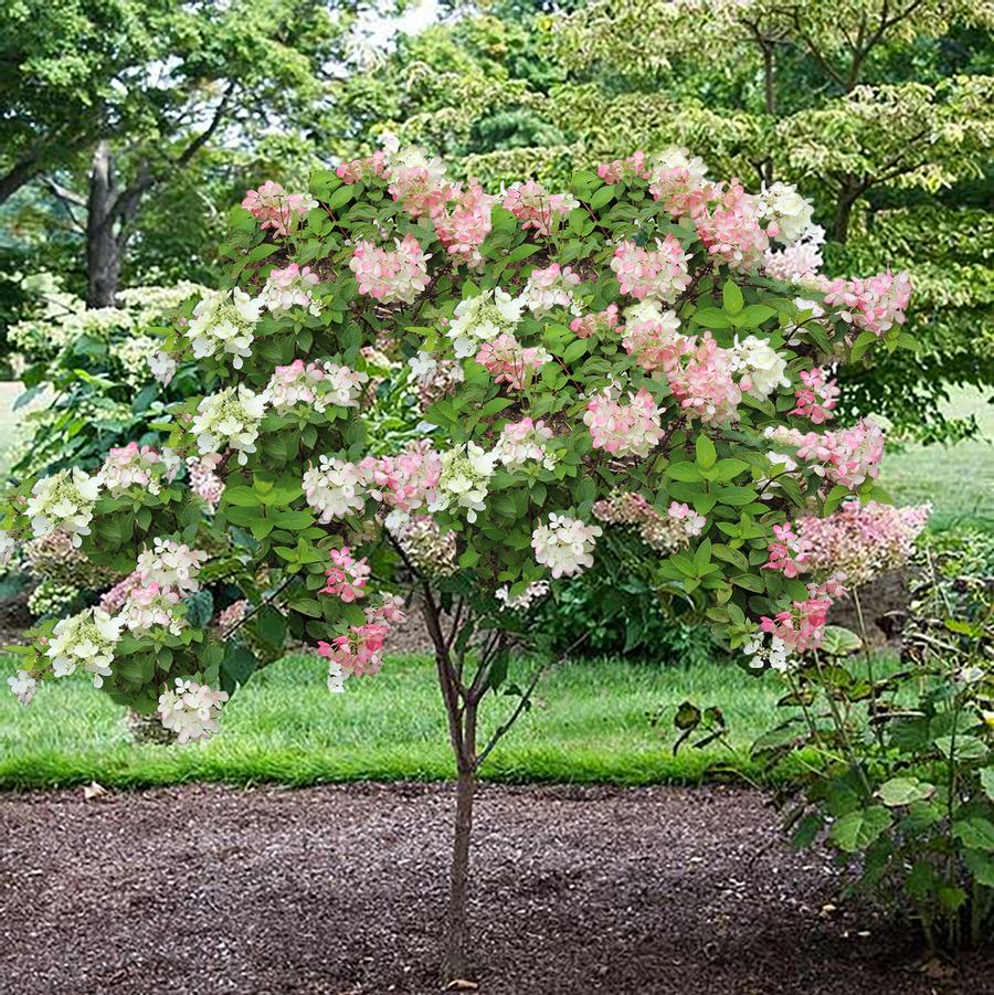 Hydrangea paniculata Phantom-Standard