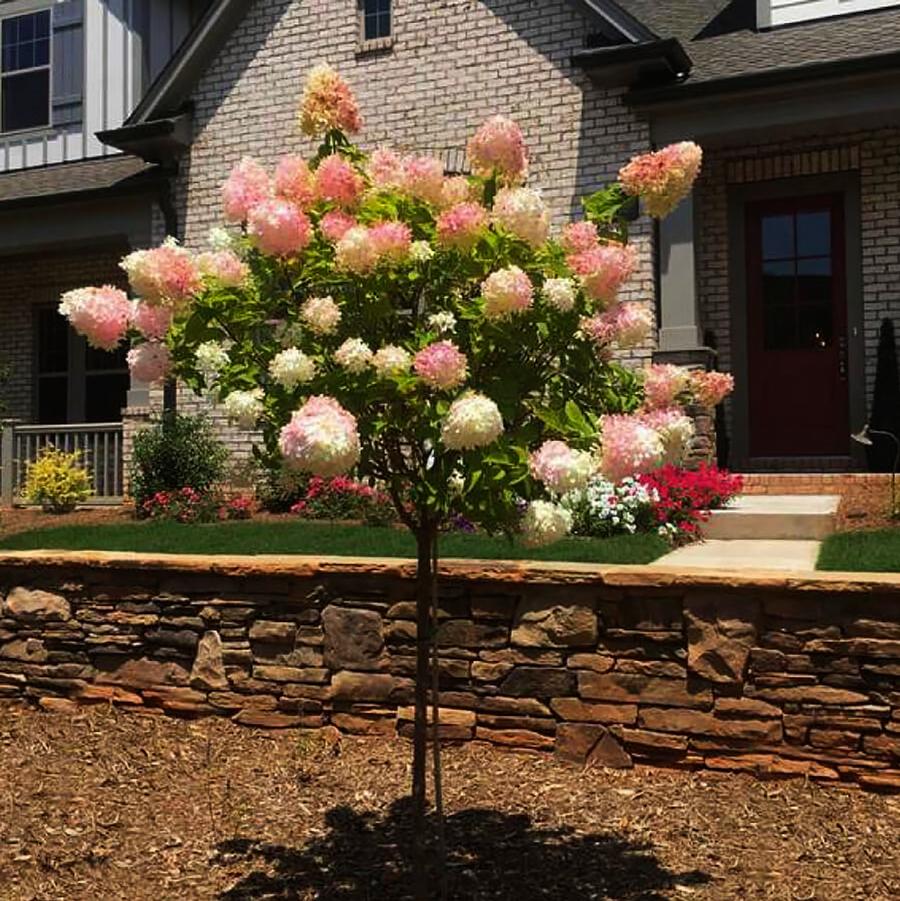 Hydrangea paniculata Vanilla Strawberry-Standard