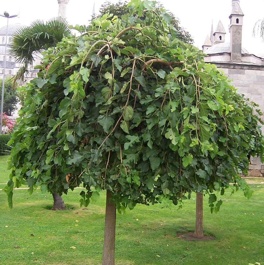 Morus alba Pendula-Fruitless