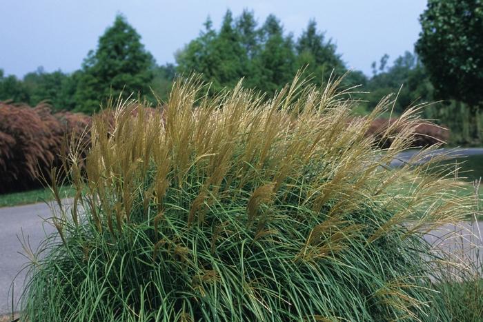 Miscanthus sinensis Adagio