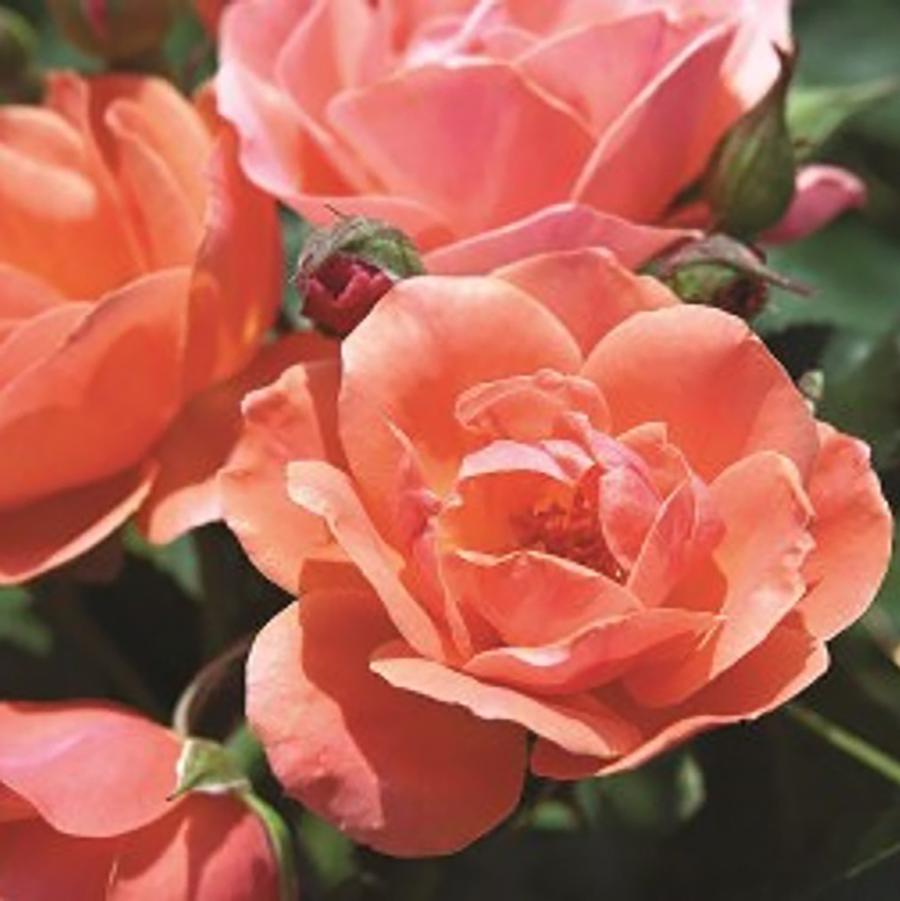 Rosa Knock Out® Coral-Standard