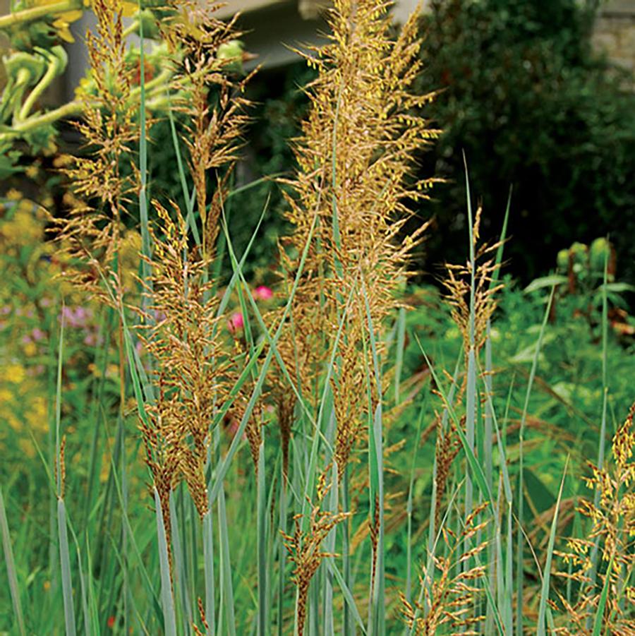 Sorghastrum nutans 