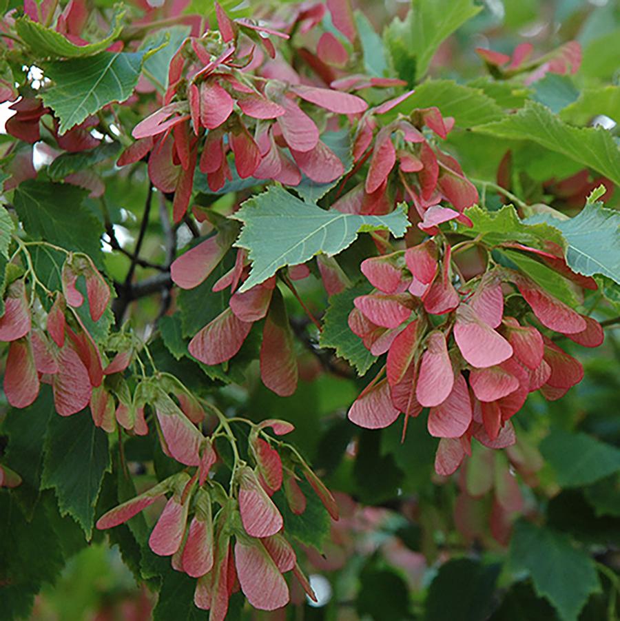 Acer ginnala Flame