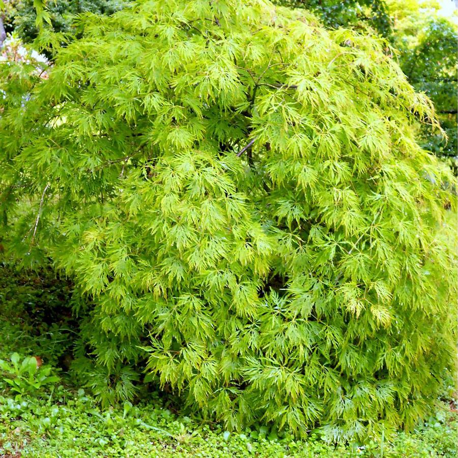 Acer palmatum var. dissectum-Specimen Viridis