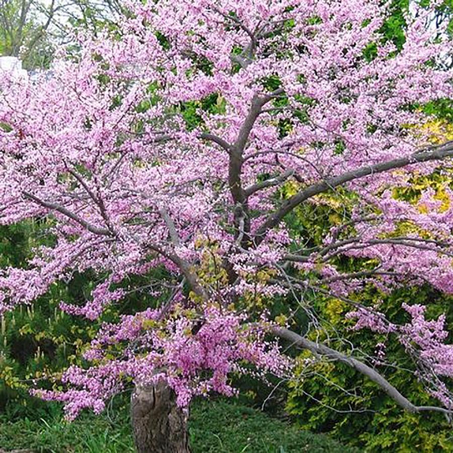 Cercis canadensis 