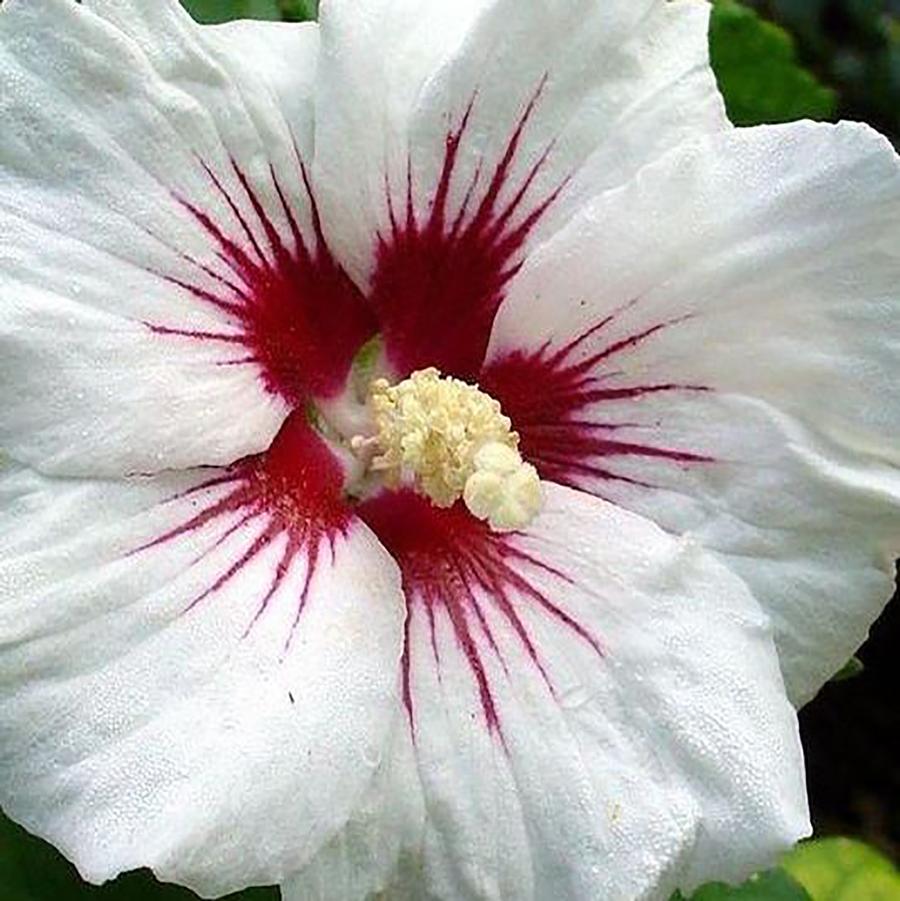 Hibiscus syriacus Red Heart-Standard