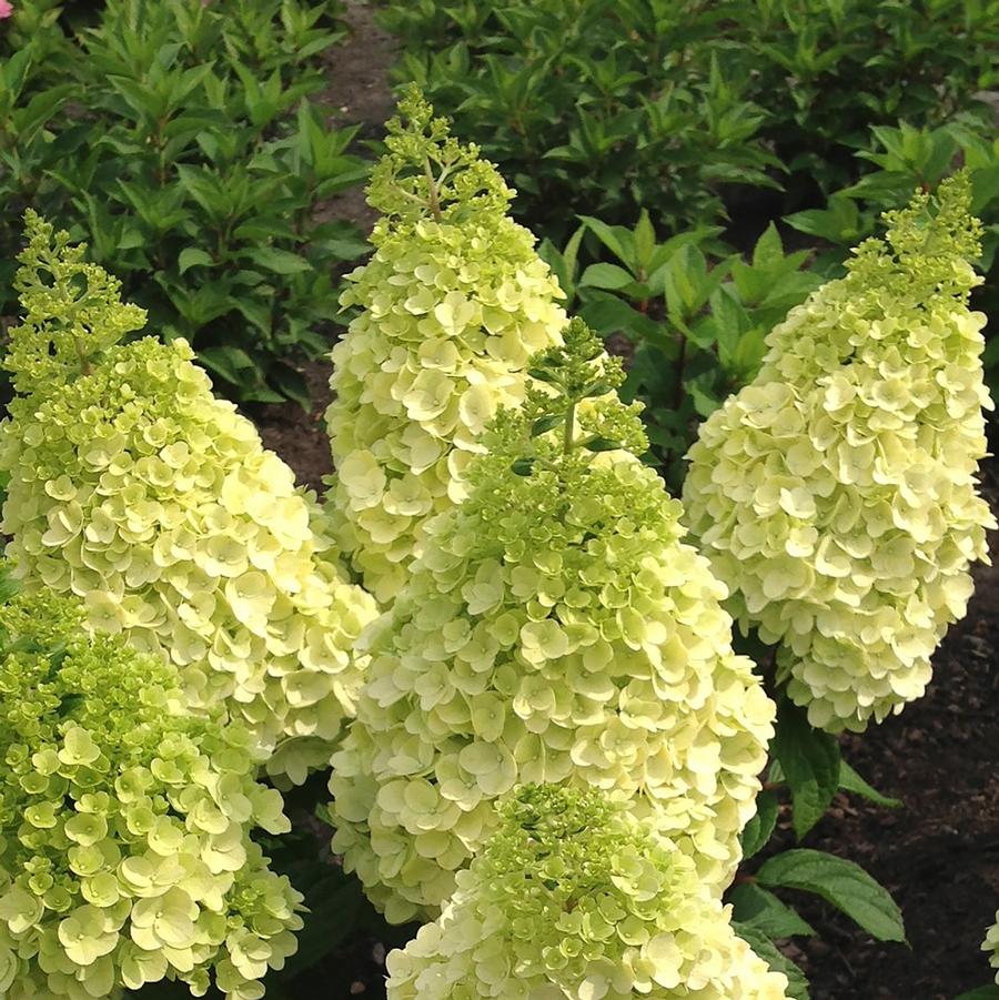 Hydrangea paniculata Moonrock™-Standard