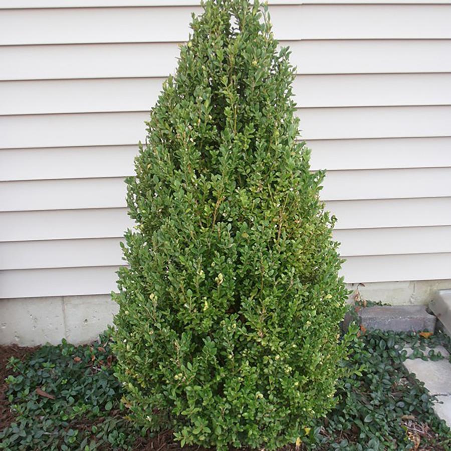 Buxus Green Mountain-Pyramid