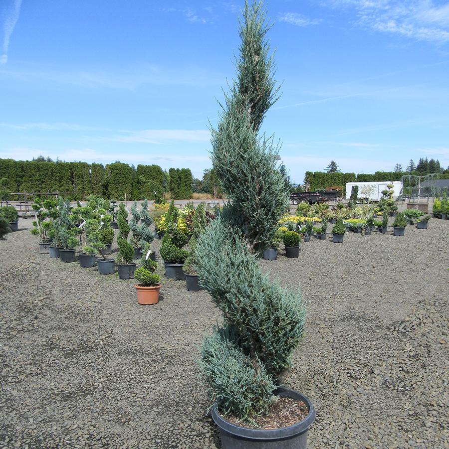 Juniperus virginiana Blue Arrow-Spiral