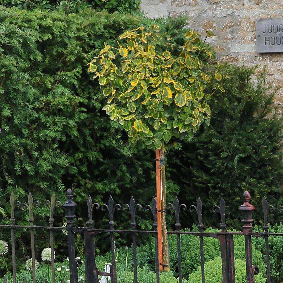 Euonymus fortunei Lemon Lime-Standard