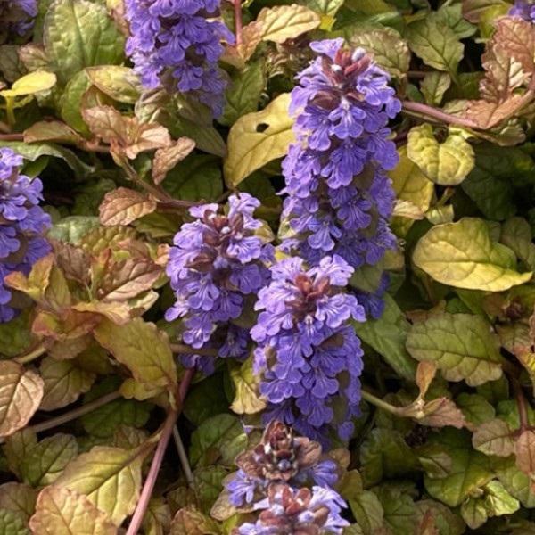 Ajuga Feathered Friends™ Pleasant Pheasant