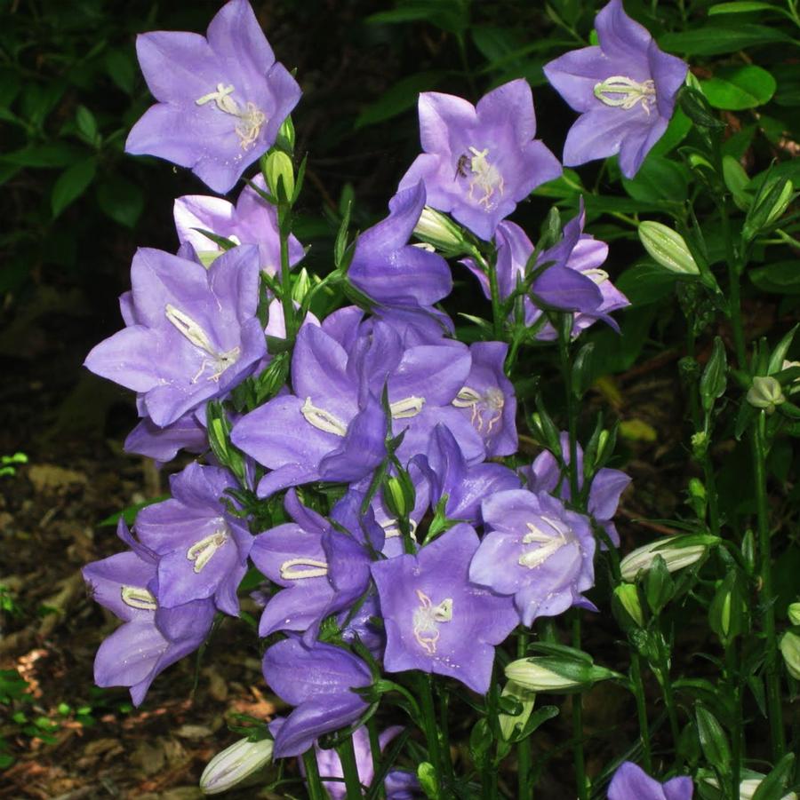 Campanula persicifolia Takion Blue