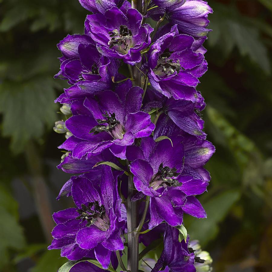 Delphinium elatum Delphina™ Dark Blue Black Bee