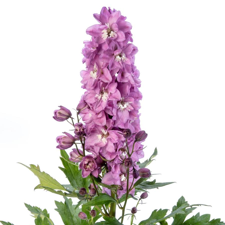 Delphinium elatum Delphina™ Pink White Bee