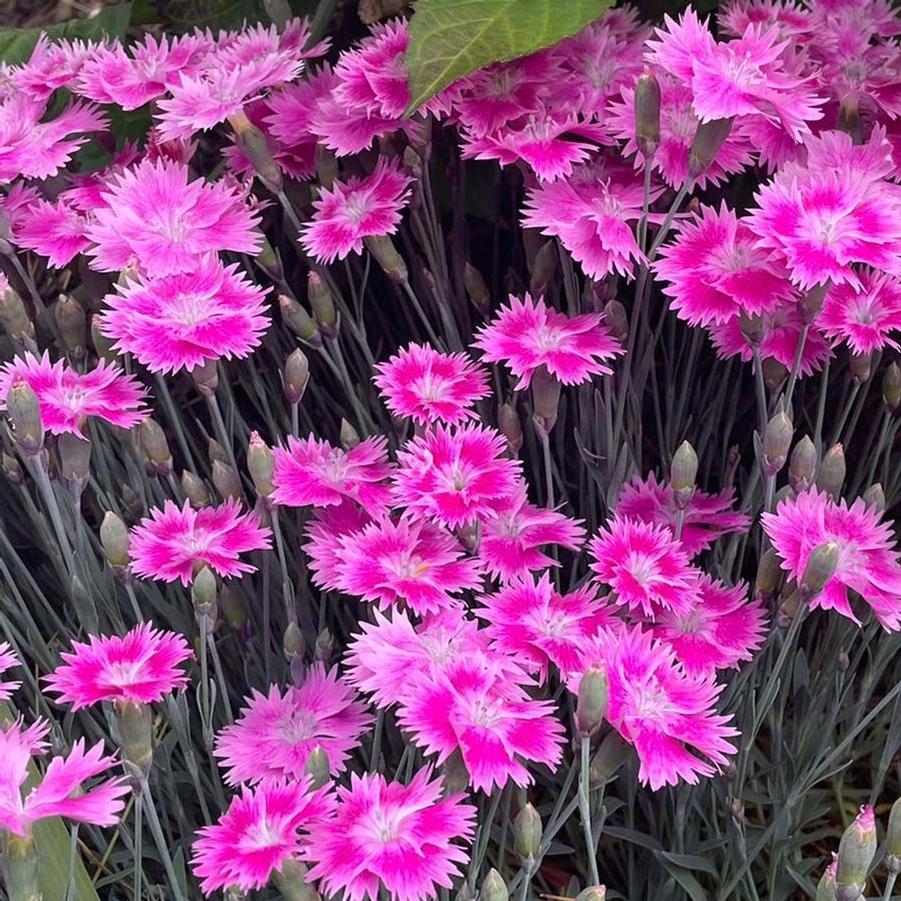 Dianthus EverBloom™ Watermelon Ice