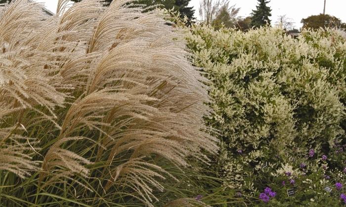 Miscanthus sinensis Graziella