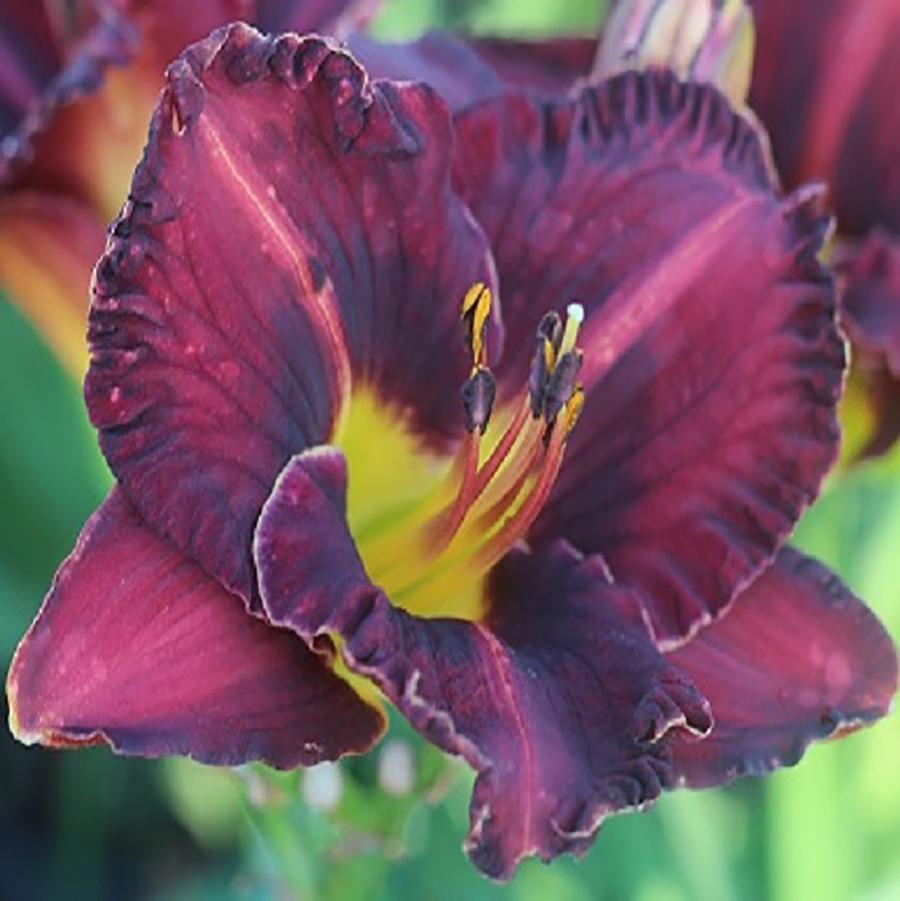 Hemerocallis Purplelicious