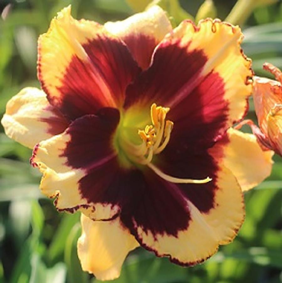 Hemerocallis Tiger Blood