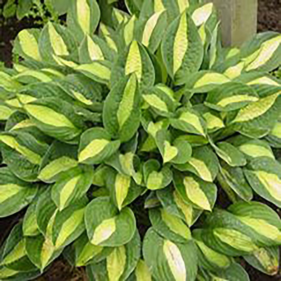 Hosta Gypsy Rose