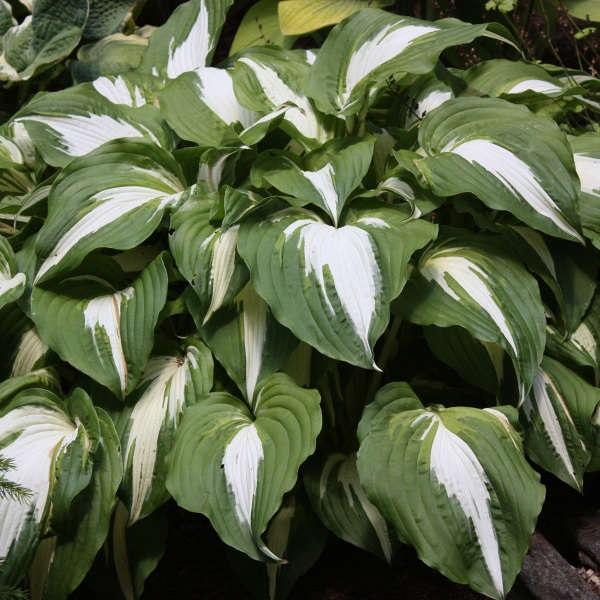 Hosta Night Before Christmas