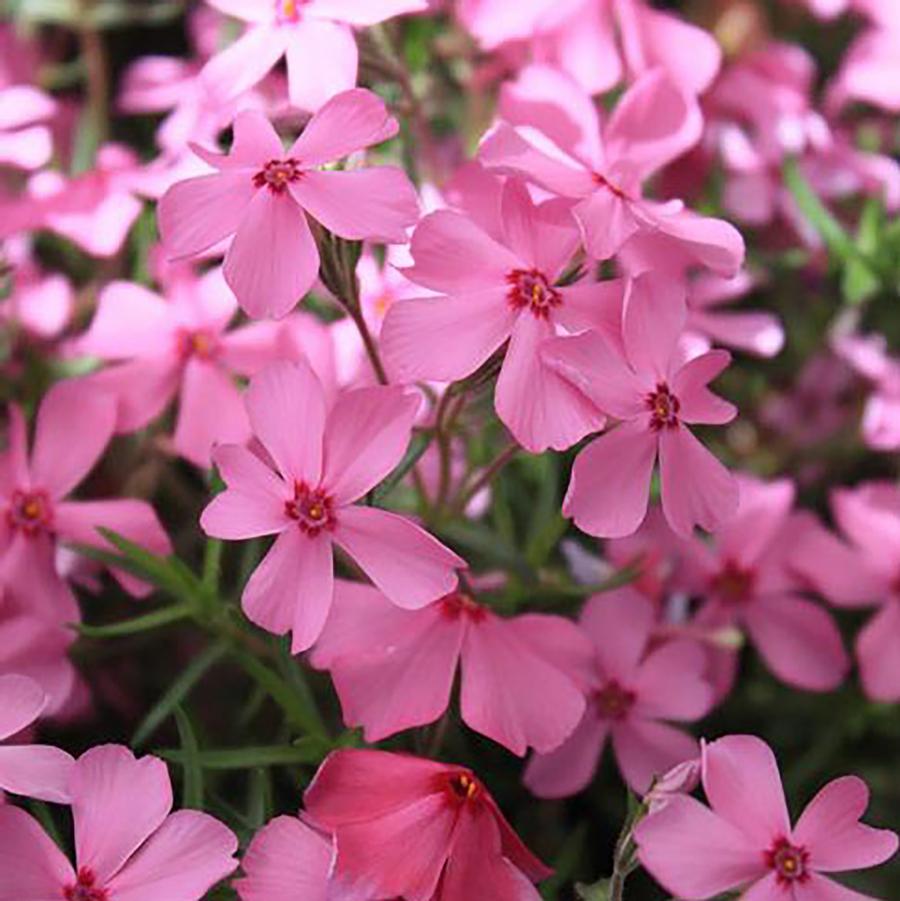 Phlox paniculata Early Start® Pink Improved