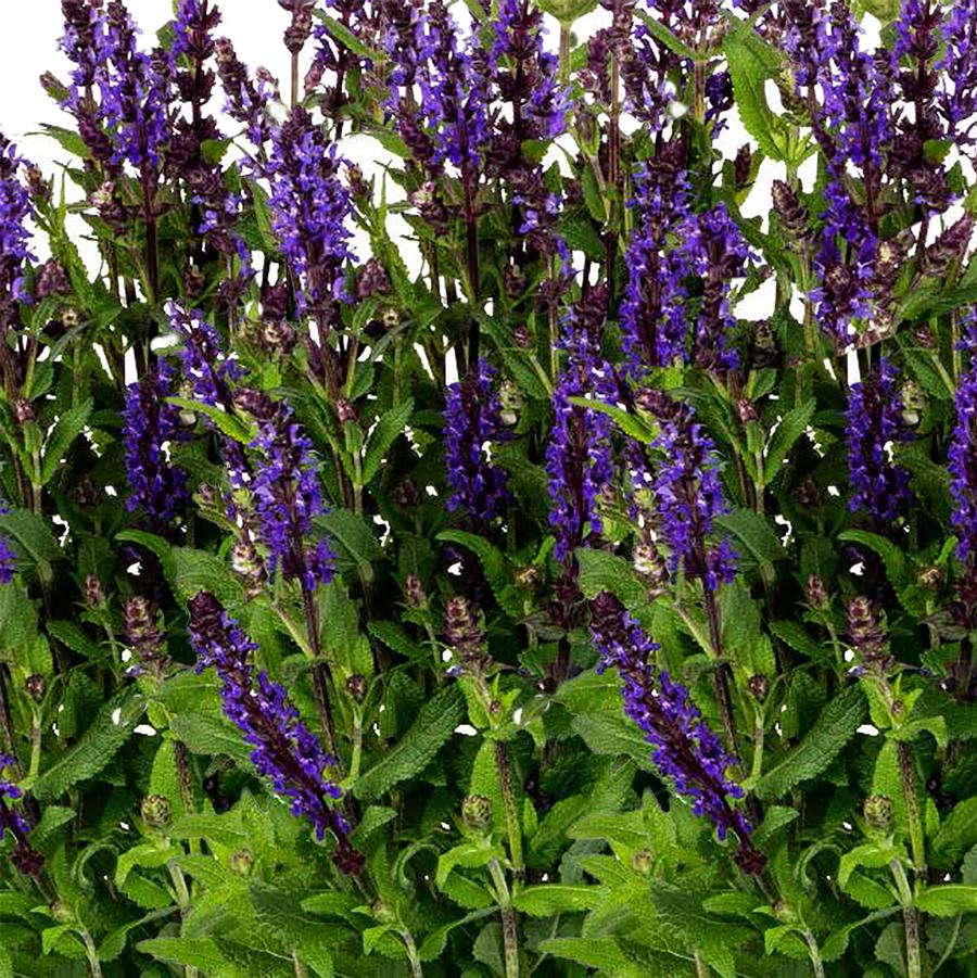 Salvia nemorosa Noble Knight