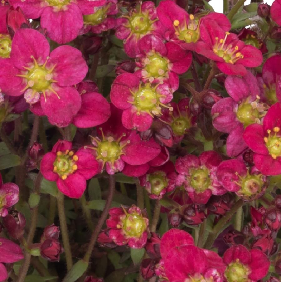 Saxifraga x arendsii Scenic Red